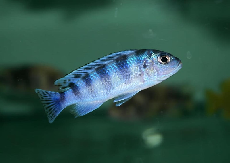 Maylandia lombardoi 'Nkhomo Reef'